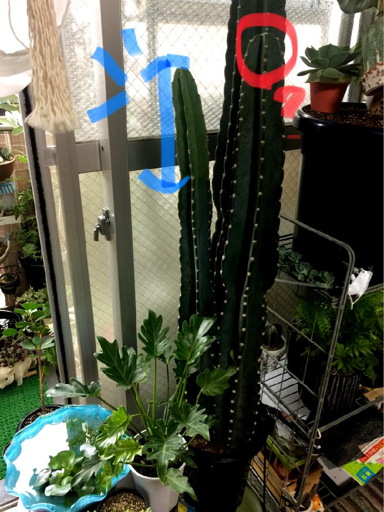 部屋の画像 by パンダ人間さん | 部屋と七福神とHTCと観葉植物と雨に輝くと多肉大好きとGS映えとGS日和と植中毒と多肉女子とタニラーと成長記録と感謝❤️と花のある暮らしとHTC社員No.150とむぎゅ〜(*≧∀≦*)と記録用とバルコニスト