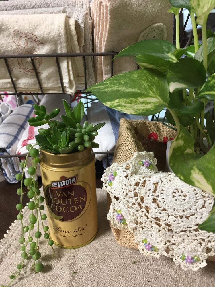 キッチンの画像 by ブー子さん | キッチンと多肉植物と雑貨とグリーンとナチュラルガーデンとキッチンカウンターと多肉 グリーンネックレスと花のある暮らし