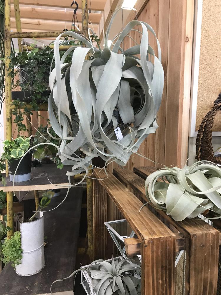 お出かけ先の画像 by シルバーさん | お出かけ先と観葉植物と多肉植物とエアープランツ/チランジアとデカチラ友の会