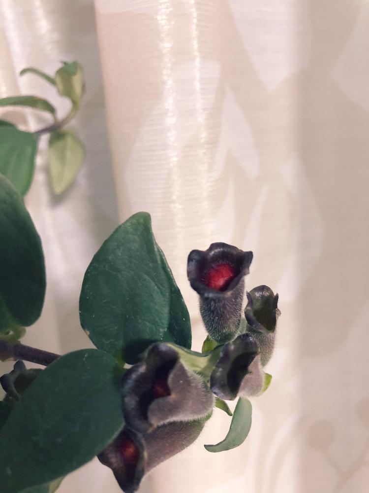 キッチンの画像 by ♡Rie♡さん | キッチンとエキスナンサスと初心者ですとマイ・コレクションと放置栽培と美しい♡と植中毒と今日の一枚と置き場難民と相談とスペースの限界とナチュラルスタイルと花のある暮らしとmy sweet home♡