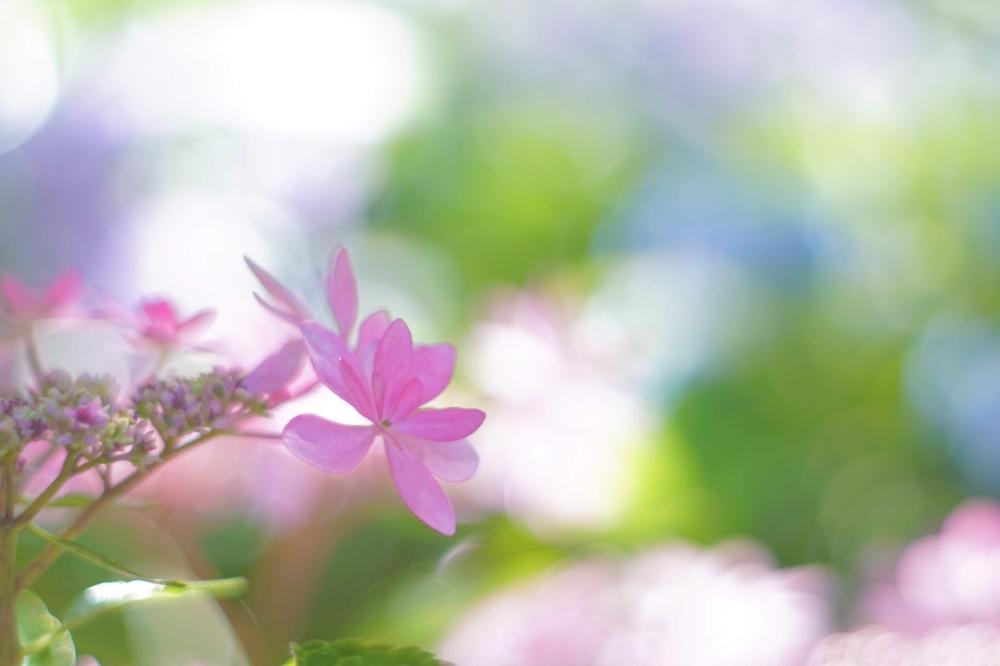 お出かけ先の画像 by ゆーのさん | お出かけ先とアジサイと色が素敵とお花を楽しむと心落ち着くとオールドレンズとアップ写真とGS映えと紫陽花 アジサイ あじさいとマクロ撮影と今日の一枚と優しい色の花と花のある暮らしとお花といやされると写真好きな人と繋がりたい