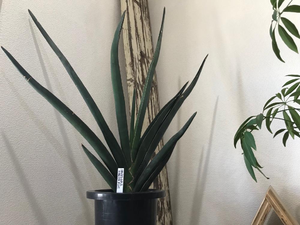 お出かけ先の画像 by CLUTCH FURNITUREさん | お出かけ先とサンスベリアロブスタブルーと観葉植物と植物のある暮らしとボタニカルライフとグリーンのある暮らしと園芸店と サンスベリアと葉っぱアートと神戸とボタニカルショップ