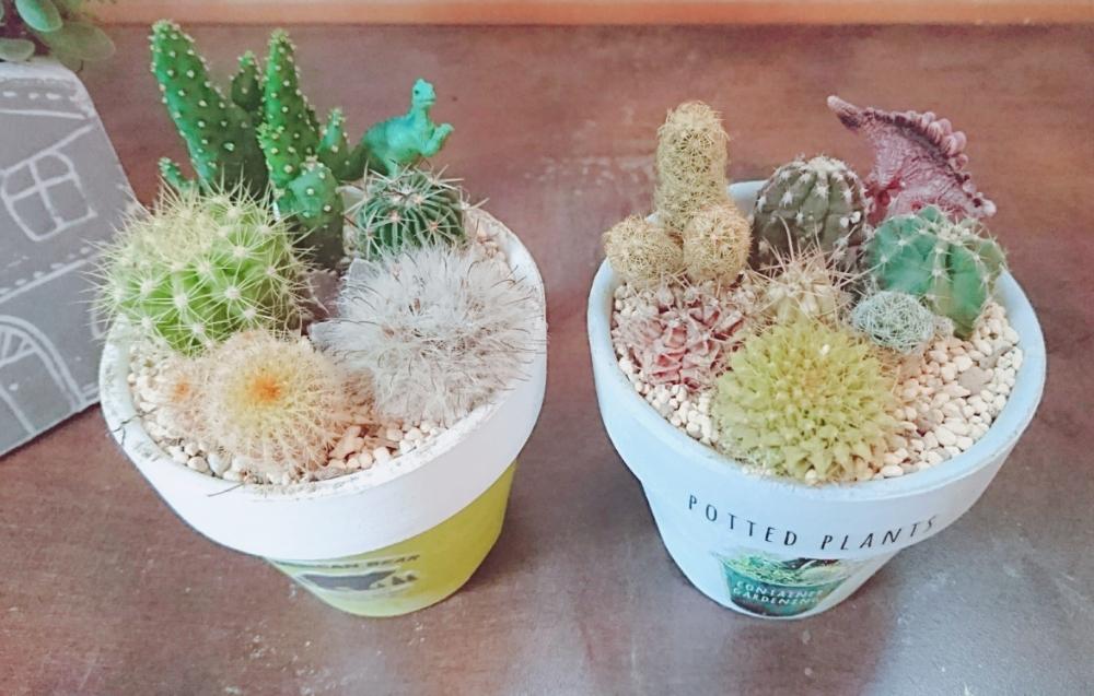 の画像 by senaさん | 多肉植物と100均と寄せ植えと多肉のある暮らしと今日の一枚とリメ鉢とタニラーと雑貨と多肉寄せ植えと多肉狩り