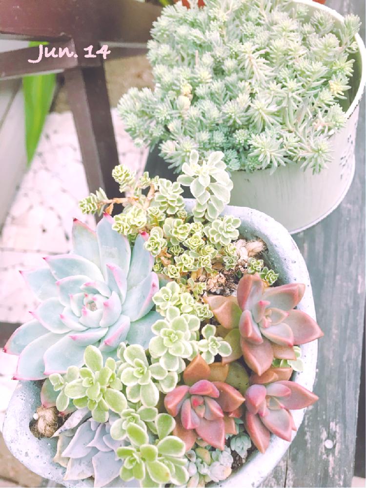 棚の画像 by くみさん | 棚と多肉植物と桃太郎☆と我が家の多肉たちとブロンズ姫と多肉大好きと我が家の多肉植物と多肉植物寄せ植えと植中毒と可愛い多肉ちゃん❤︎と我が家の多肉ちゃん♡と多肉寄せ植え