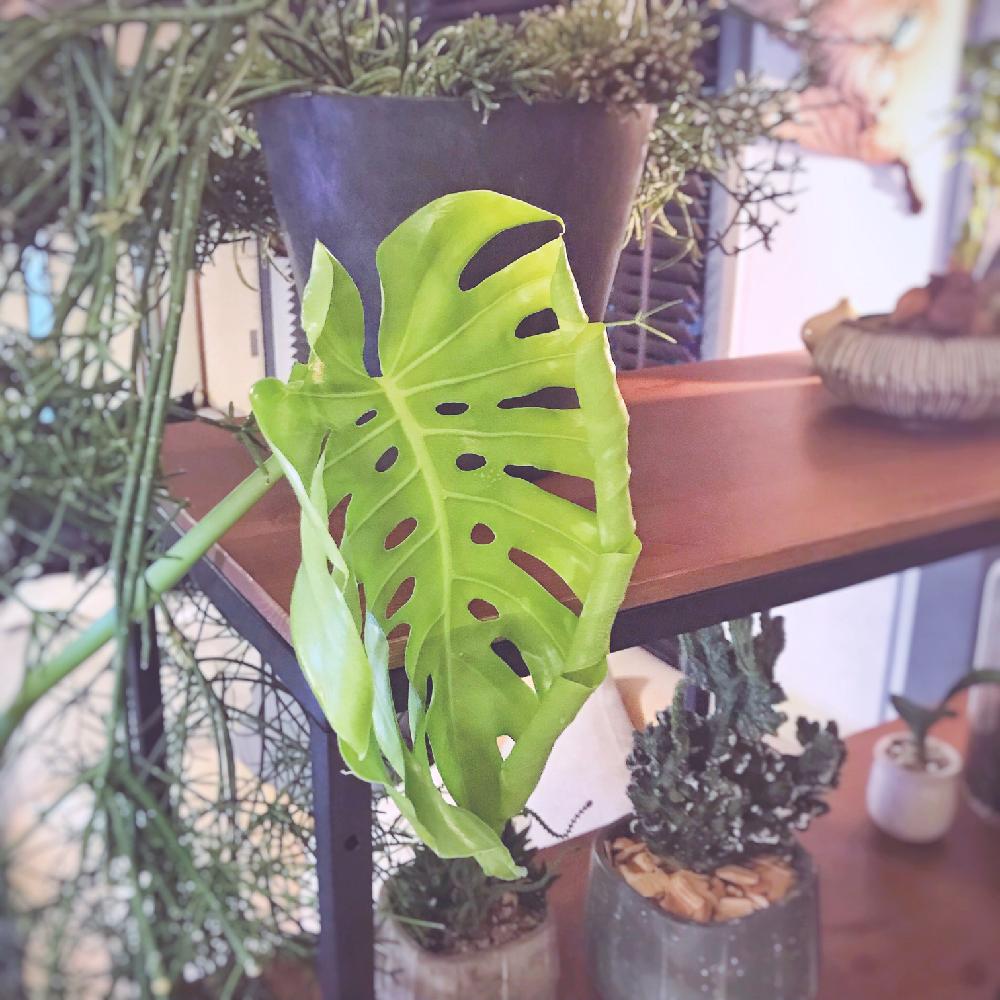 インテリアの画像 by サイババマンさん | インテリアとモンステラ属と多肉植物と着生植物とみどりのある暮らしとサボテン科と観葉植物と植物のある暮らしとGS映えとGS日和と植中毒と200万枚記念!テーマ別記念フォトコンテストと新芽と『初夏グリーンデコ』コンテストとインテリアグリーン