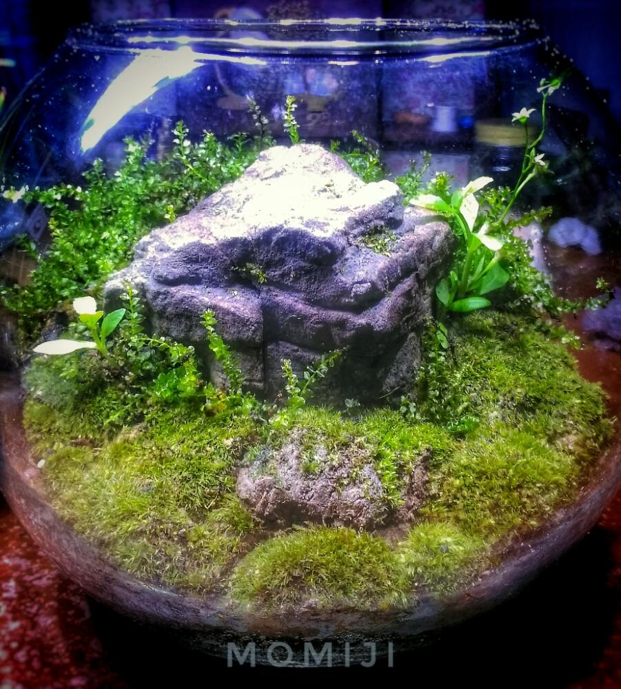 デスクの画像 by 紅葉さん | デスクと多肉植物と流木アレンジと国際バラとガーデニングショウ2018と雨に輝くと苔 (コケ)とグリーンインテリアとゆるっと苔愛好会と寄せ植えとGS映えとGS日和と『梅雨を彩るスワッグ&ブーケ』フォトコンとテラリウムと植中毒と水槽とコケ植物と流木とコケリウムとタニラーと雑草と200万枚記念!テーマ別記念フォトコンテストと苔玉とシダ植物と花のある暮らしと『あじさい2018』コンテストと家庭菜園奮闘日記と『初夏グリーンデコ』コンテストとインテリアグリーンとバルコニスト