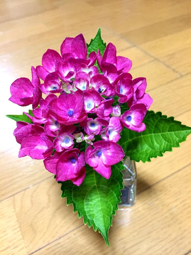 キッチンの画像 by ゆみゆみゆさん | キッチンと紫陽花と名前を教えて!
