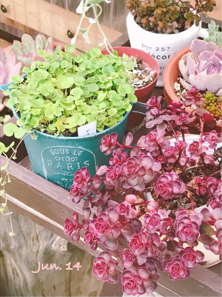 棚の画像 by くみさん | 棚と多肉植物と多肉大好きと我が家の多肉植物と我が家の多肉スペースと植中毒と可愛い多肉ちゃん❤︎とタニラーと我が家の多肉ちゃん♡と多肉棚とドラゴンズブラッド☆