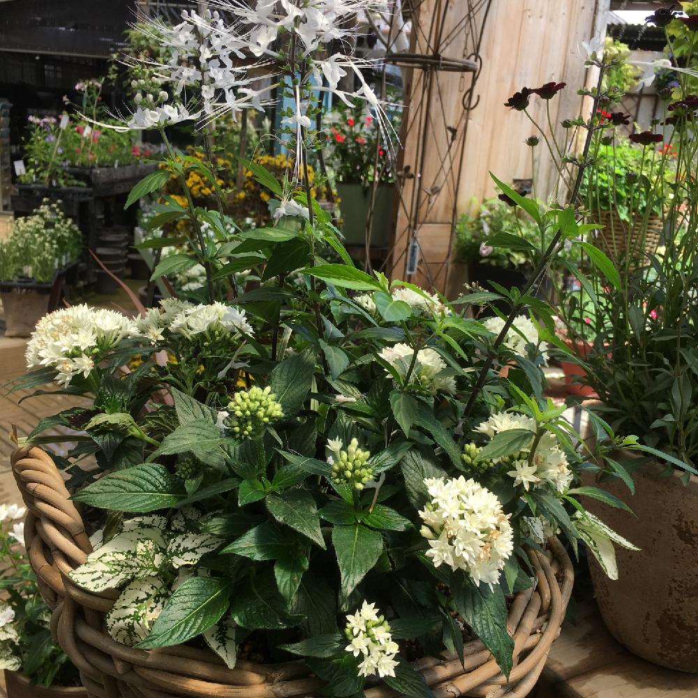 お出かけ先の画像 by ガチャピンさん | お出かけ先と寄せ植えとお気に入りの園芸店と植中毒とガーデニングと花のある暮らし