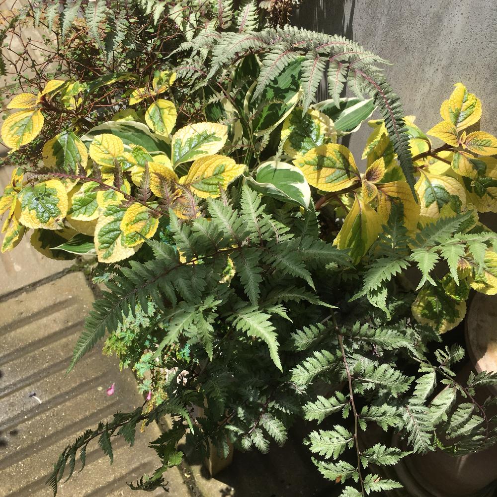 お出かけ先の画像 by ガチャピンさん | お出かけ先と寄せ植えとお気に入りの園芸店と植中毒とガーデニングと花のある暮らし