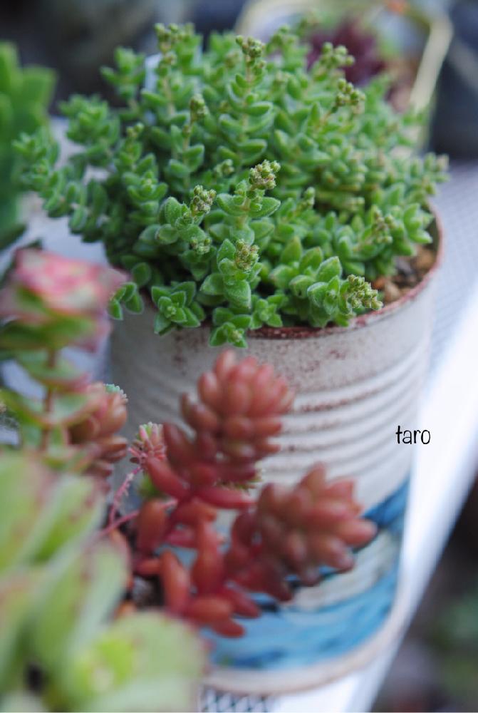 小さな庭の画像 by taroさん | 小さな庭とエルネスティと多肉植物と多肉の花と蕾とリメ缶とクラッスラ属と多肉ちゃんと放置多肉とGS日和と植中毒と多肉女子とタニラーと放置が逆にイイ!