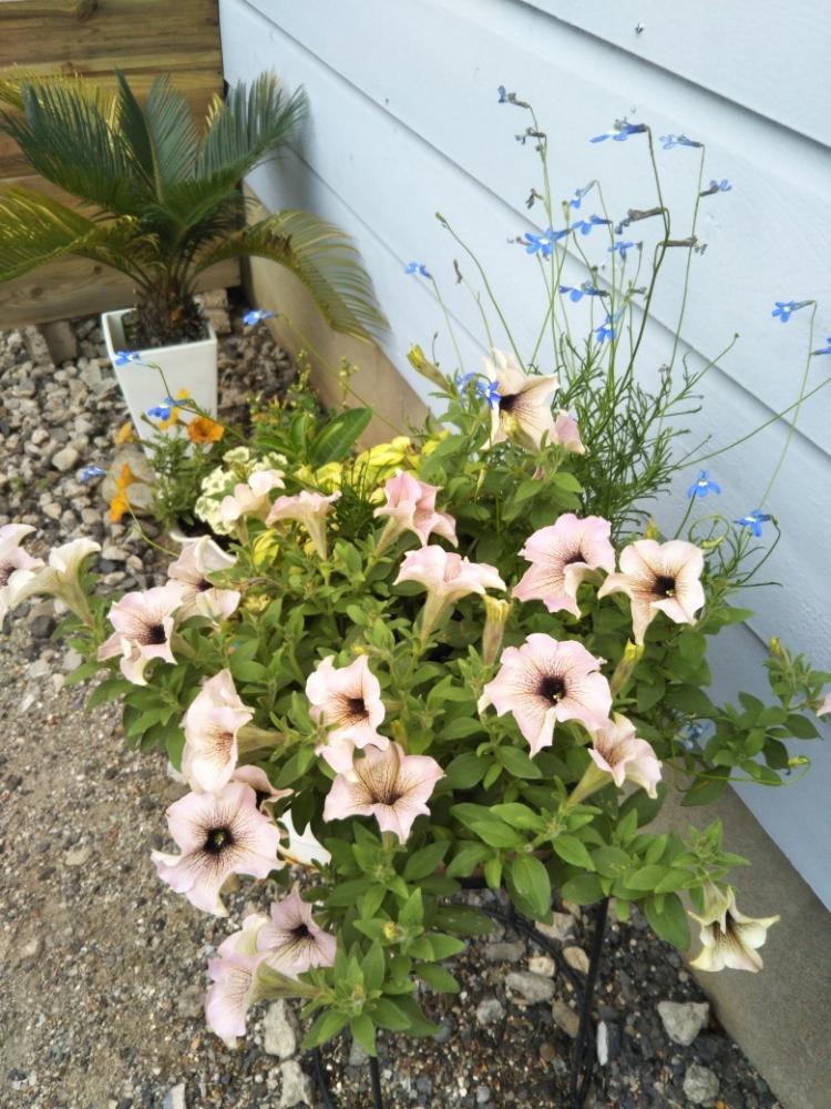 小さな庭の画像 by chocoさん | 小さな庭とロベリア・パラシオンブルーとソテツと寄せ植えと今日のお花とトロピカルプランツと200万枚記念!テーマ別記念フォトコンテストと花のある暮らし