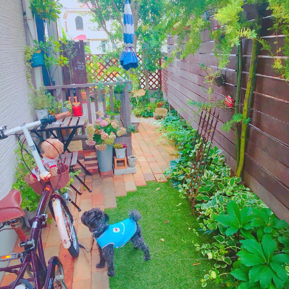 小さな庭の画像 by risaさん | 小さな庭とシンボルツリーとウッドフェンスとウッドデッキとナチュラルアンティークと自己流と200万枚記念!テーマ別記念フォトコンテストとナチュラルスタイルと手づくりの庭とガーデニングと花のある暮らしと『あじさい2018』コンテストとジャンクガーデンとIg→risa6100と外構と『初夏グリーンデコ』コンテスト