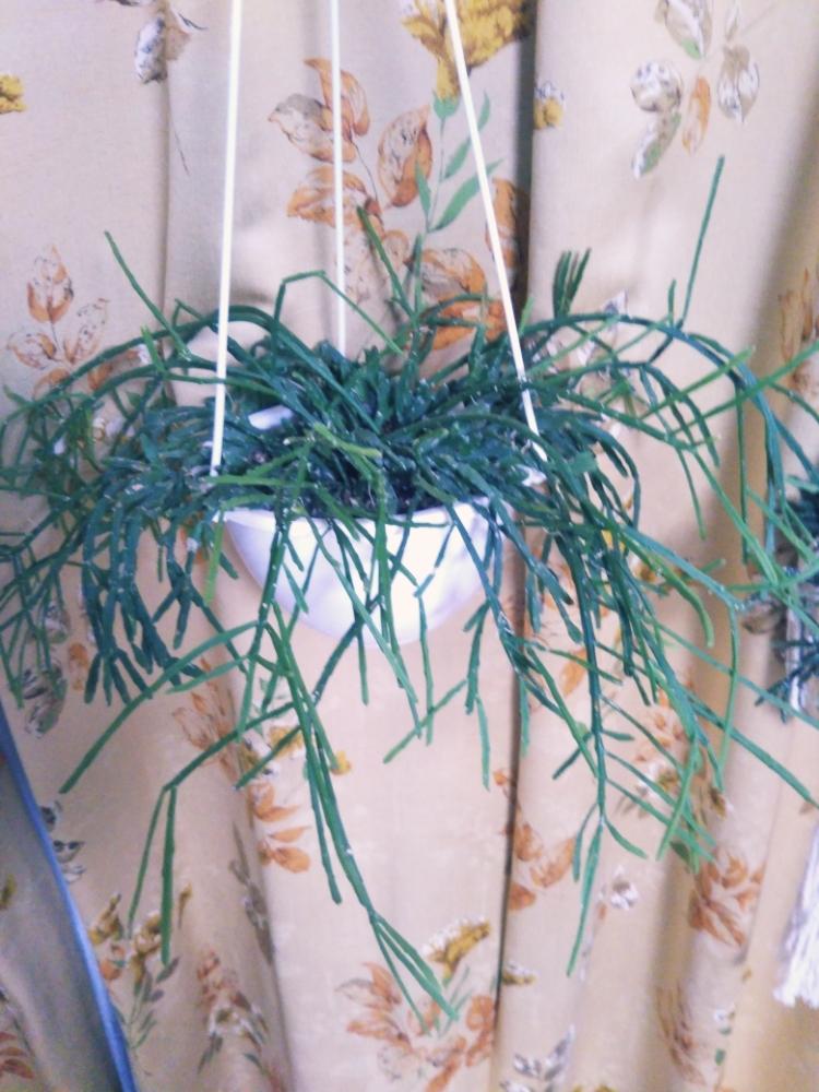 窓辺の画像 by 竜&愛ママさん | 窓辺とリプサリスと多肉植物と観葉植物と植物初心者とGS映えとGS日和と植え替えと植中毒と新潟県と垂れ下がり系と切り戻しと多肉初心者