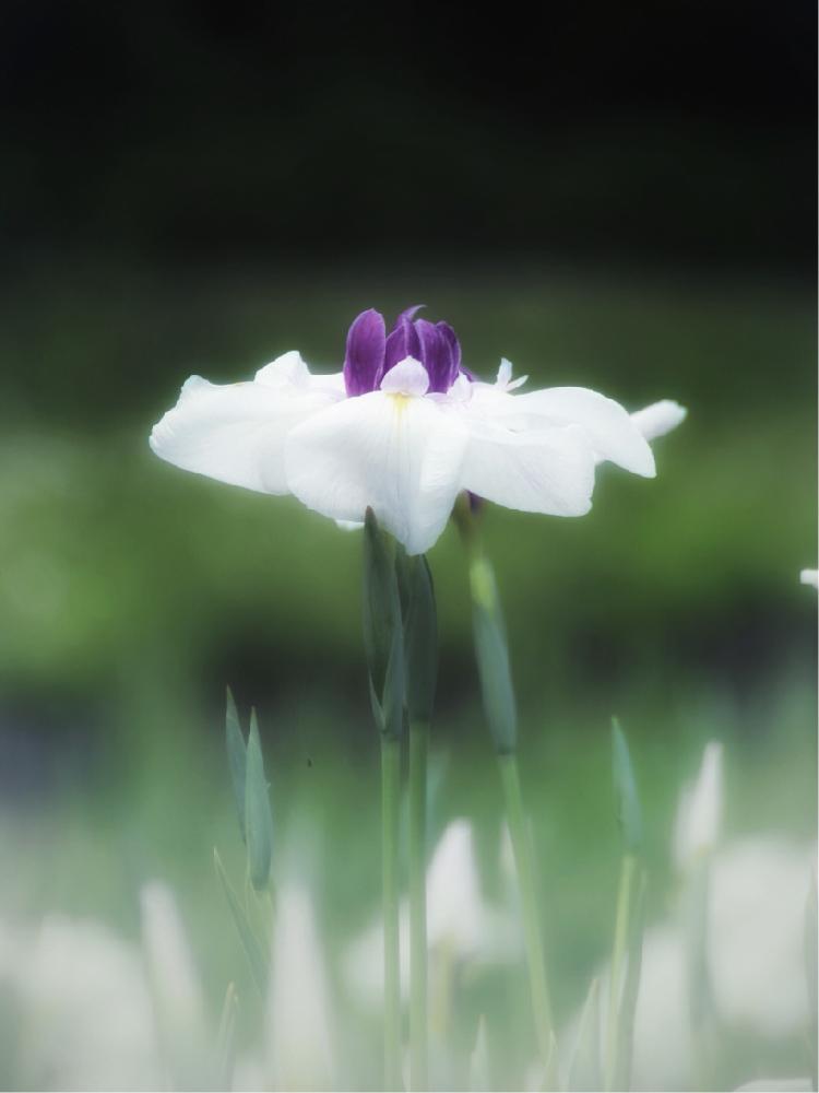 お出かけ先の画像 by mi_さん | お出かけ先とナチュラルが好きと植物のある暮らしとcanonと花菖蒲♡とナチュラルスタイルと花が好き