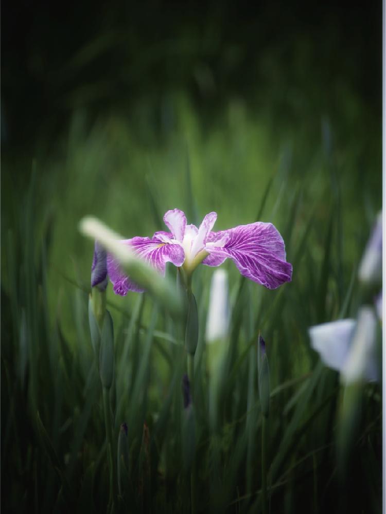 お出かけ先の画像 by mi_さん | お出かけ先と植物のある暮らしとcanonと花菖蒲♡とシンプルと癒されてとナチュラルスタイルと花びらと花のある暮らしとお散歩と花が好き