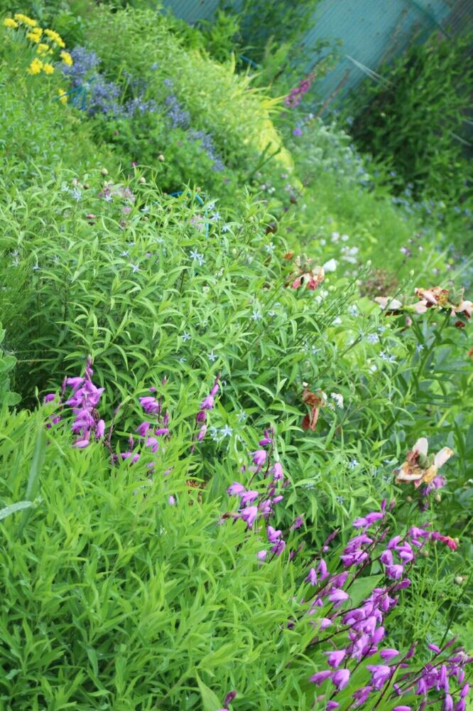 広い庭の画像 by sanpoさん | 広い庭と花のある暮らしとナチュラルスタイルと岩手県