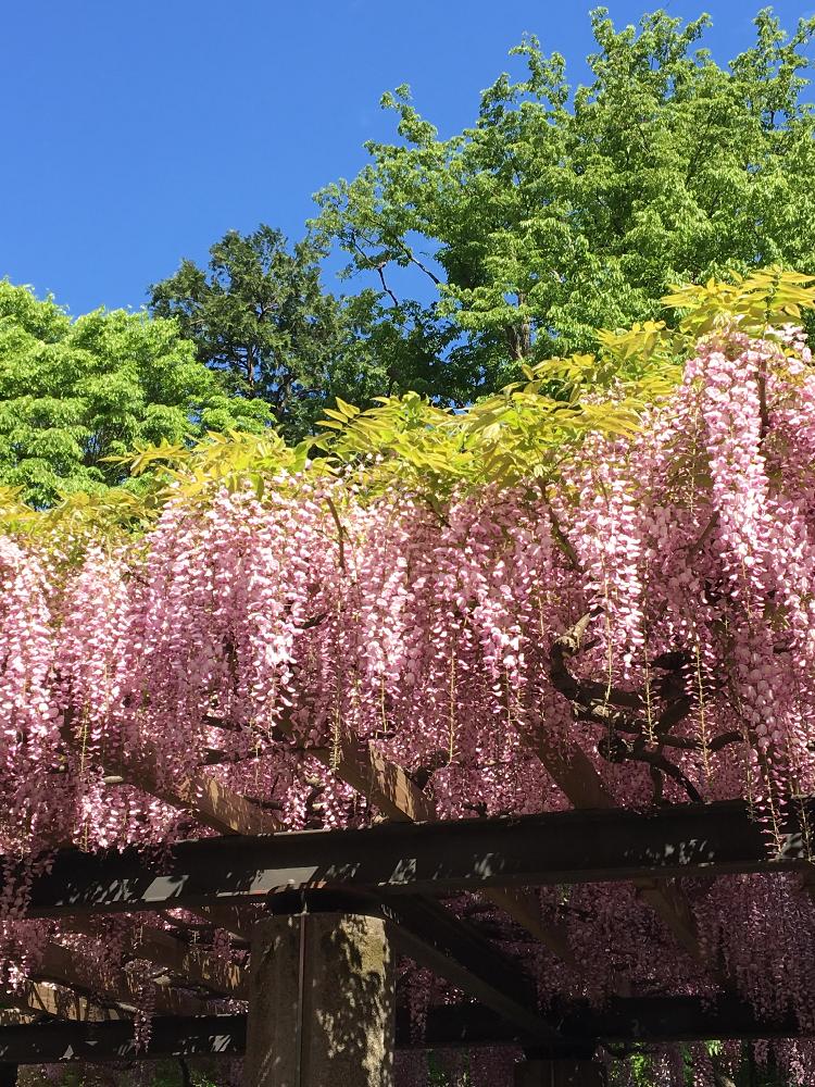 お出かけ先の画像 by 香椎ヨリさん | お出かけ先とフジとピンクの花と公園とGS日和とお散歩とバルコニスト