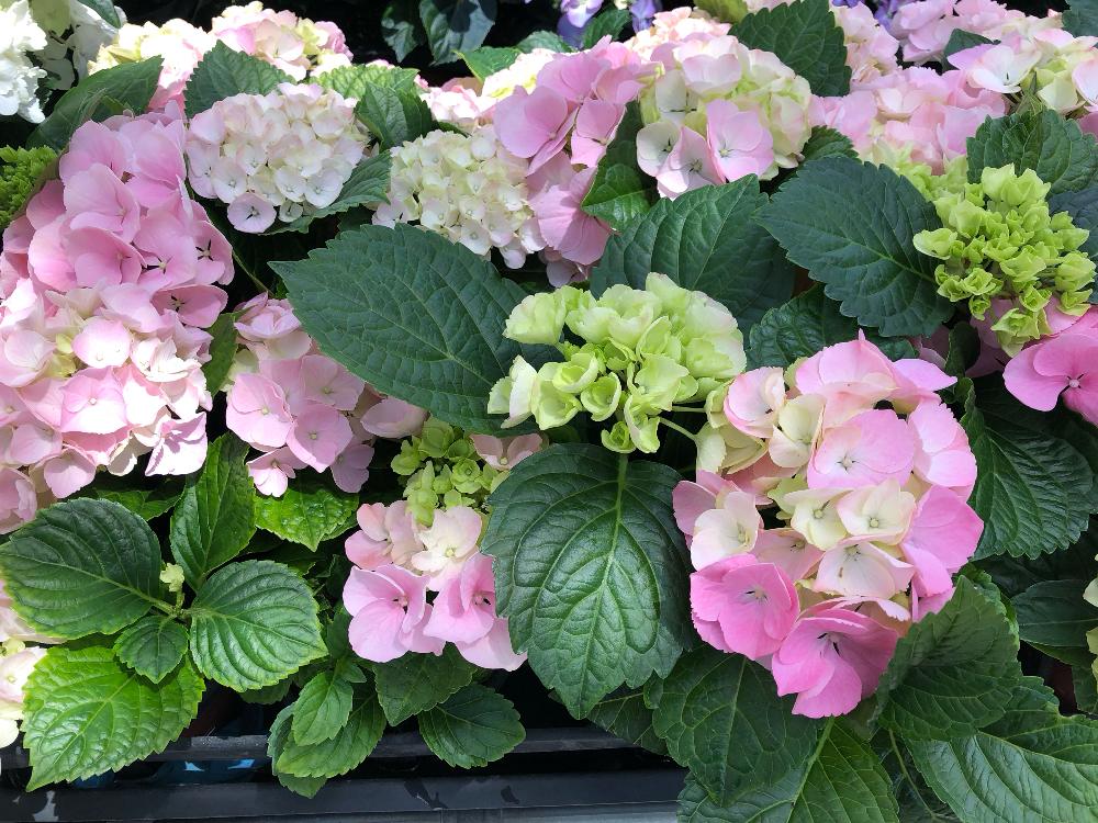 広い庭の画像 by 秘密の花園さん | 広い庭と雨に輝くとGS映えとGS日和と紫陽花 アジサイ あじさいと植中毒とタニラーと花のある暮らしと『あじさい2018』コンテストとバルコニスト