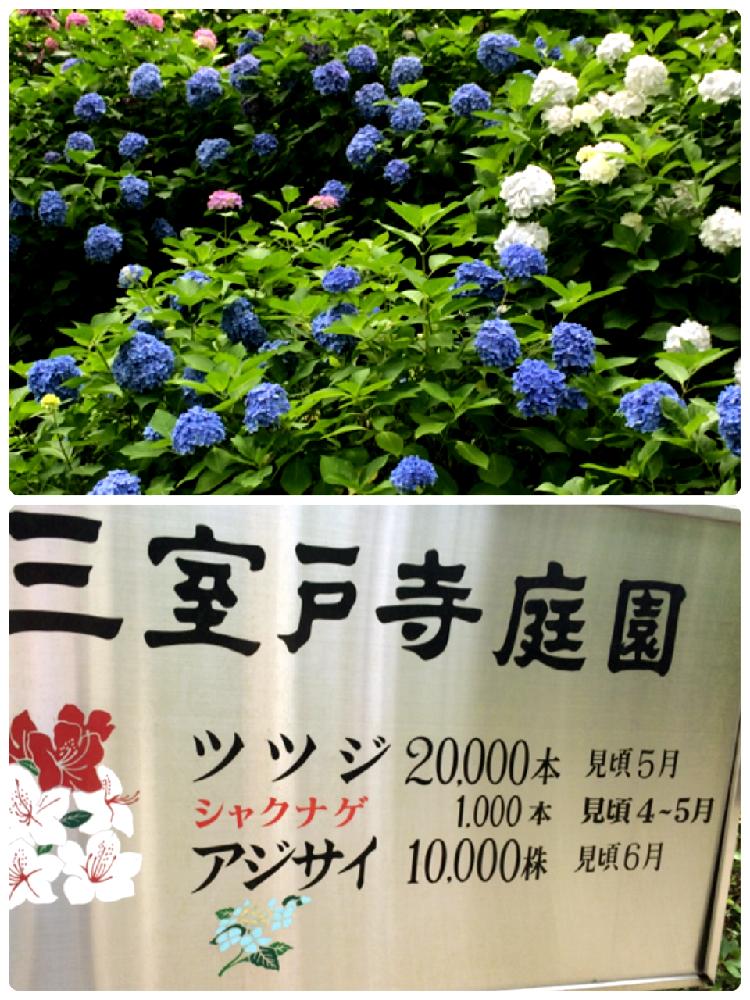 広い庭の画像 by 秘密の花園さん | 広い庭と雨に輝くと梅雨に負けないとGS映えとGS日和と紫陽花 アジサイ あじさいと植中毒とタニラーと花のある暮らしと『あじさい2018』コンテストとバルコニスト