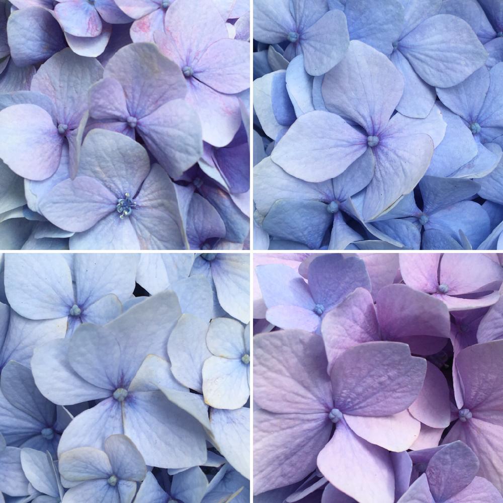 窓辺の画像 by ruhcoさん | 窓辺と紫陽花と『あじさい2018』コンテストと花のある暮らしとご近所さんの植物