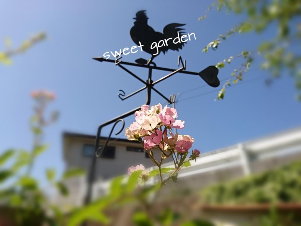 小さな庭の画像 by sweet_roseさん | 小さな庭とバレリーナとばら バラ 薔薇と花のある暮らしとナチュラルガーデン