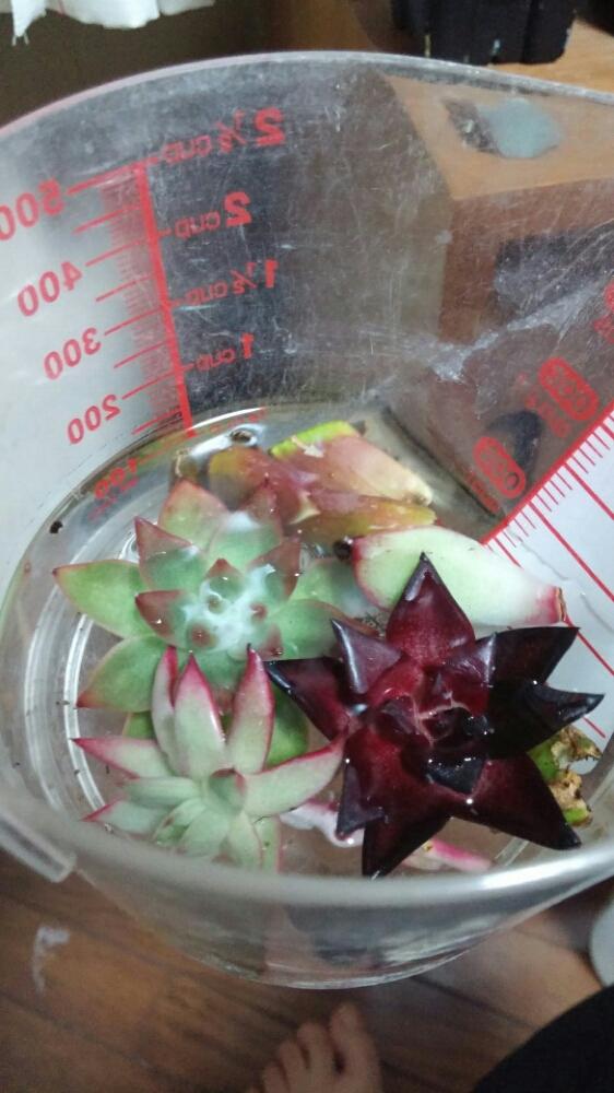 部屋の画像 by END5さん | 部屋とEcheveria Frank ReineltとEcheveria agavoides Romeo Rubinとagavoides amesthyianaとロメオ ルビンとアメスティアーナとフランクレイネルトと発根管理と根だしとノンフィルターとタニッカー