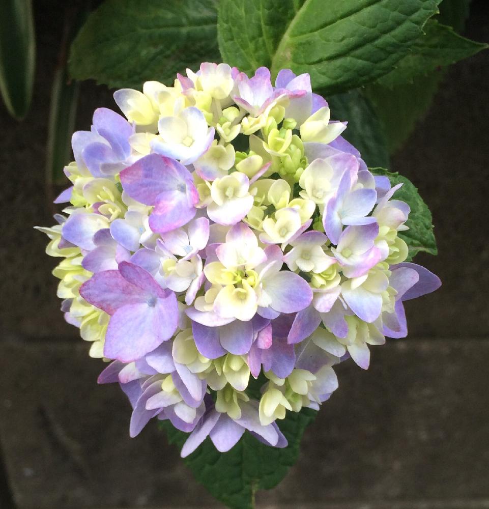 窓辺の画像 by ruhcoさん | 窓辺と紫陽花と『あじさい2018』コンテストと花のある暮らしと雨に輝くとご近所さんの植物