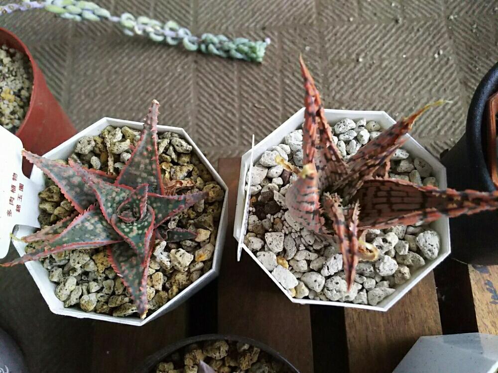 バルコニー/ベランダの画像 by せつらさん | バルコニー/ベランダとスーパースノーホワイトとドニーとアロエ スーパースノーホワイトとアロエ ドニーとはっぱを楽しむと多肉中毒と多肉植物とアロエ科と五反田TOCビッグバザールとサボテン多肉ビッグバザールと葉っぱと多肉のある暮らしと多肉植物とサボテンとタニラーと錦玉園とサボテン・多肉植物ビッグバザールと五反田TOCと多肉初心者