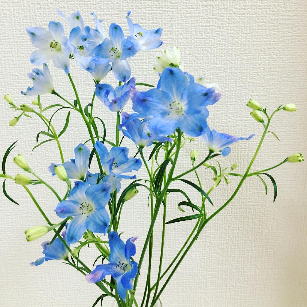 部屋の画像 by emmaさん | 部屋とデルフィニウム