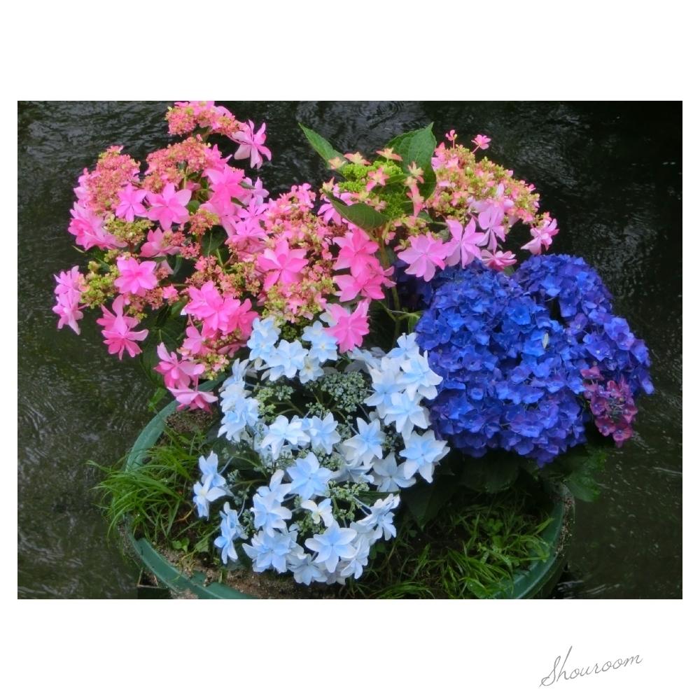 お出かけ先の画像 by shouroomさん | お出かけ先と『あじさい2018』コンテストと紫陽花 アジサイ あじさいとガーデンネックレス横浜2018