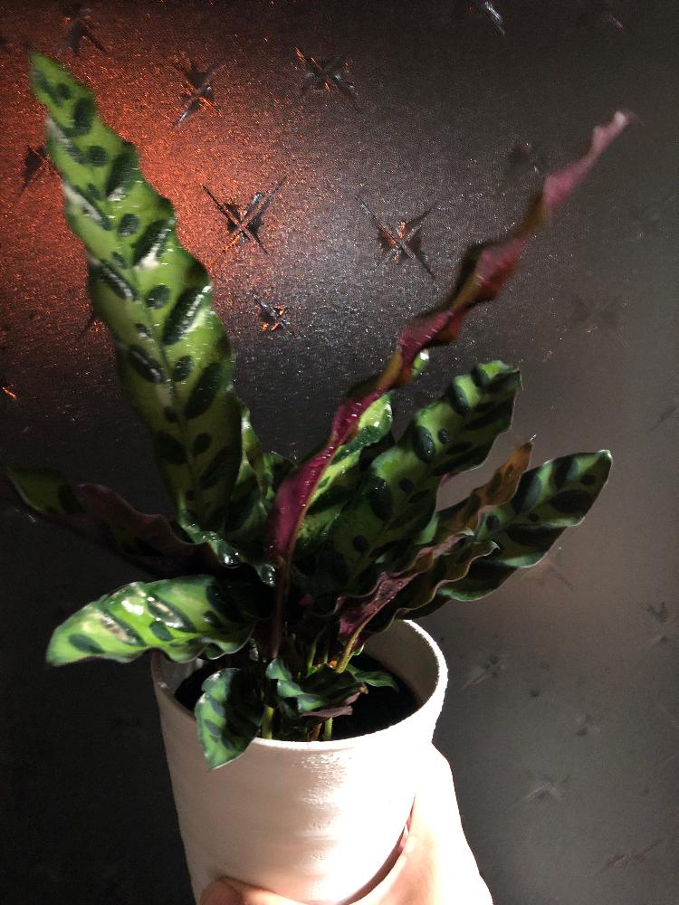 部屋の画像 by ミリさん | 部屋とカラテア・ランシフォリアとありがとう♡とプレゼントとno green no lifeとM's Plantsと試行錯誤とカラテア属とI'm love in it❤︎と北海道と記録用