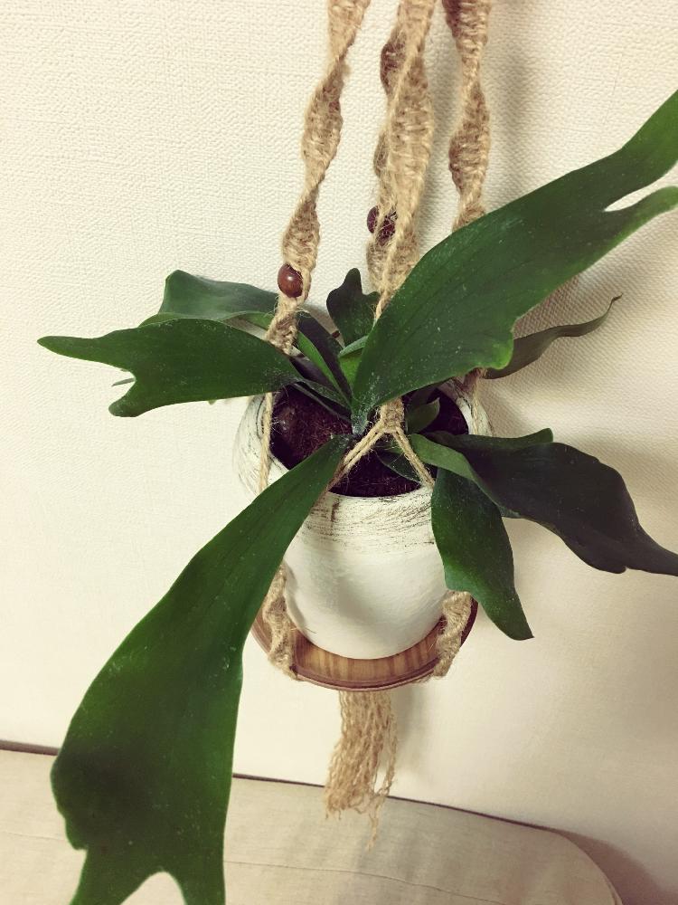 部屋の画像 by みぃこさん | 部屋と花のある暮らし