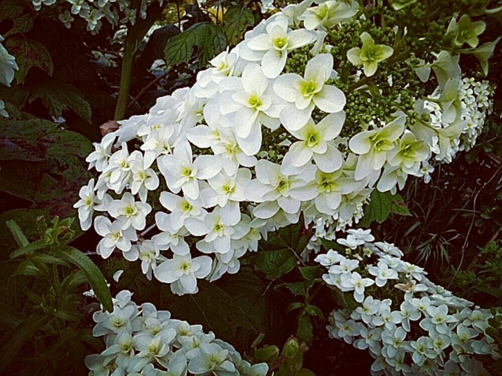 お出かけ先の画像 by yo-chanさん | お出かけ先と花のある暮らしとGS映えとGS日和とお花大好き