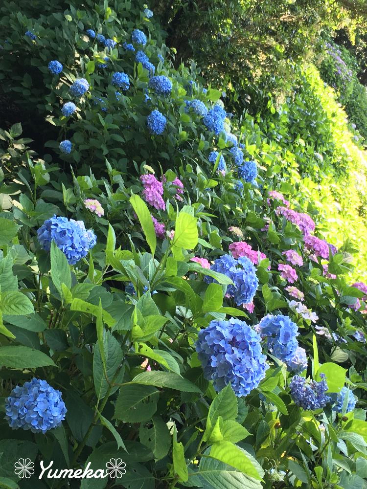 お出かけ先の画像 by 夢花さん | お出かけ先とありがとう(*ˊ˘ˋ*)。♪:*°と紫陽花園*と可愛い〜♬*と梅雨の中休み☂️と癒し*と花のある暮らしと『あじさい2018』コンテストとわくわく*