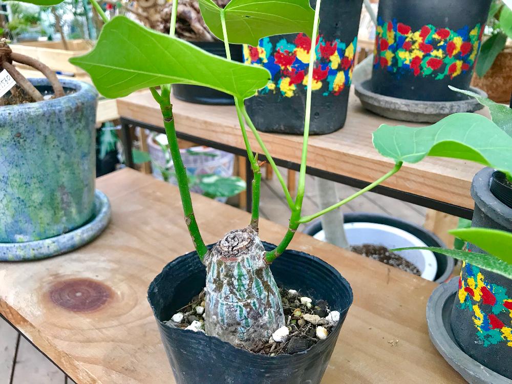 インテリアの画像 by Flower Villageさん | インテリアと多肉植物と観葉植物と園芸店とGS映えと鷺沼とコーデックスとボンバックスエリプチクムと植中毒と塊根植物とbotanical lifeとタニラーとボンバックス☆と花のある暮らしとお花屋さん
