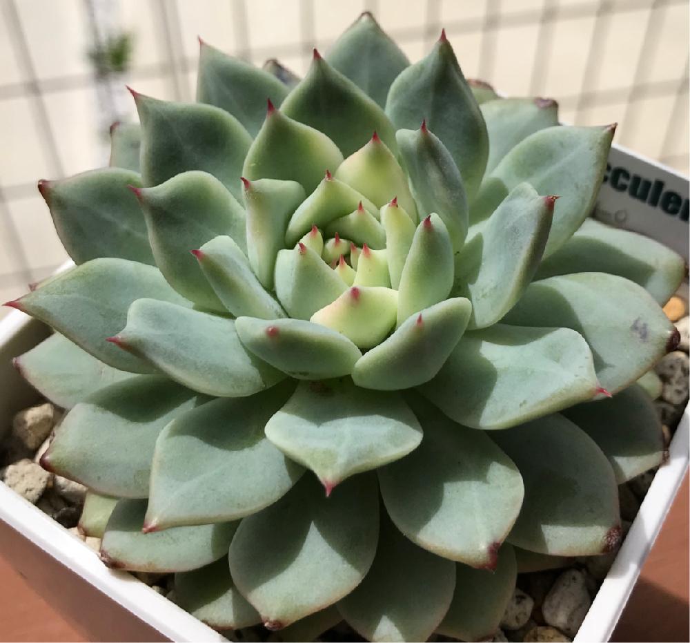 テラスの画像 by hitomi.1103_nepiaさん | テラスと植中毒と多肉のある暮らしとエケベリアティッピーと成長点どうなる?