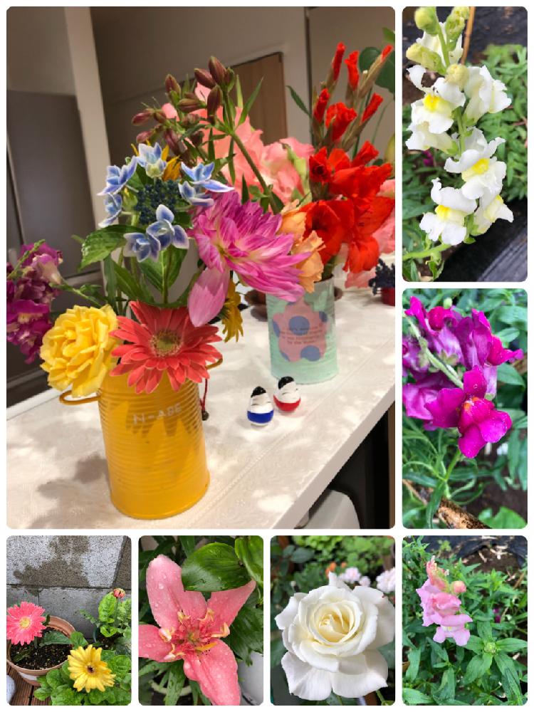 小さな庭の画像 by おのたんさん | 小さな庭とキンギョソウとガーベラとユリと薔薇 トゥルーラブとHTCとキュンキュン乙女倶楽部とHTC No.185と狭いお庭と200万枚記念!テーマ別記念フォトコンテストと花のある暮らしとキュンキュン乙女倶楽部NO.78