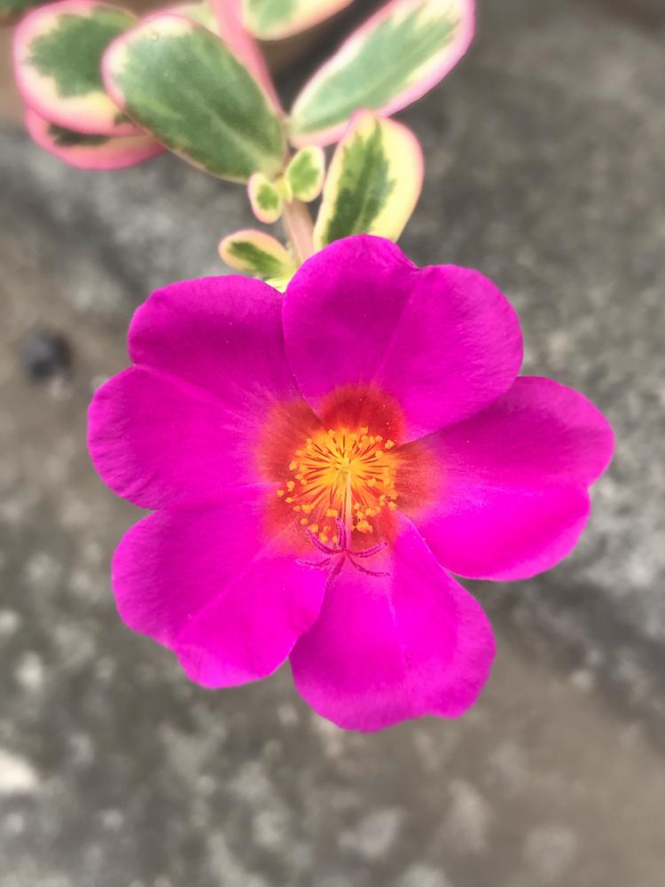 の画像 by にこさん | ポーチュラカ マジカルキューティーと開花と雄しべとショッキングピンクとタニラーと花のある暮らしとポーチュラカマジカルキューティー♡とポーチュラカ☆
