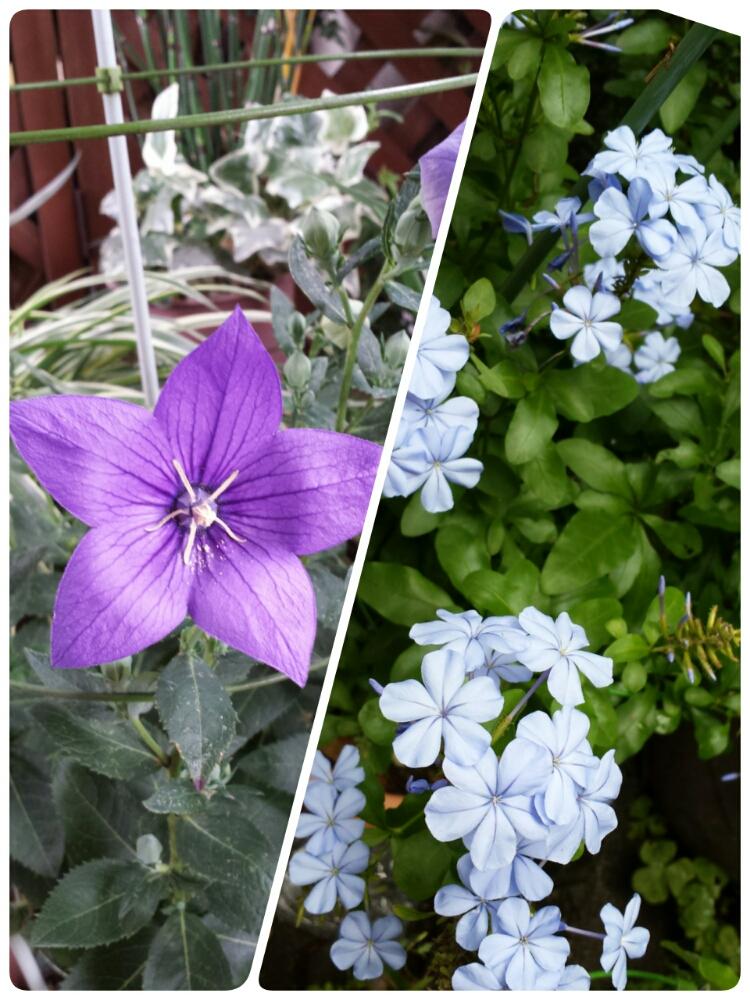 小さな庭の画像 by はなごよみさん | 小さな庭とムラサキの花と青色の花とキキョウ ムラサキと『梅雨を彩るスワッグ&ブーケ』フォトコンと鉢植えとルリマツリ☆とキキョウ科とつぼみたくさん。