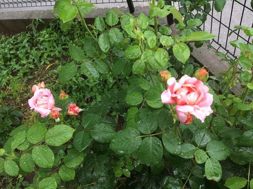 小さな庭の画像 by Rosarian Prince ラビたむさん | 小さな庭とムーランドラギャレットローズと無農薬薔薇栽培とバラ初心者と雨に輝くと薔薇愛同盟と初めてのバラとrose lesson12ヶ月と薔薇のお手入れとbeginner rose lessonと新米ロザリアンと無農薬と薔薇の初心者教室とバラ・ミニバラとロザリアン