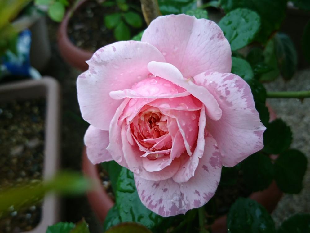 小さな庭の画像 by Keiさん | 小さな庭とソナスファベールとみどりのある暮らしと雨に輝くと薔薇愛同盟ときれいとおきにいりとガーデニングと花のある暮らしとかわいいとおおきくなあれと咲いた!