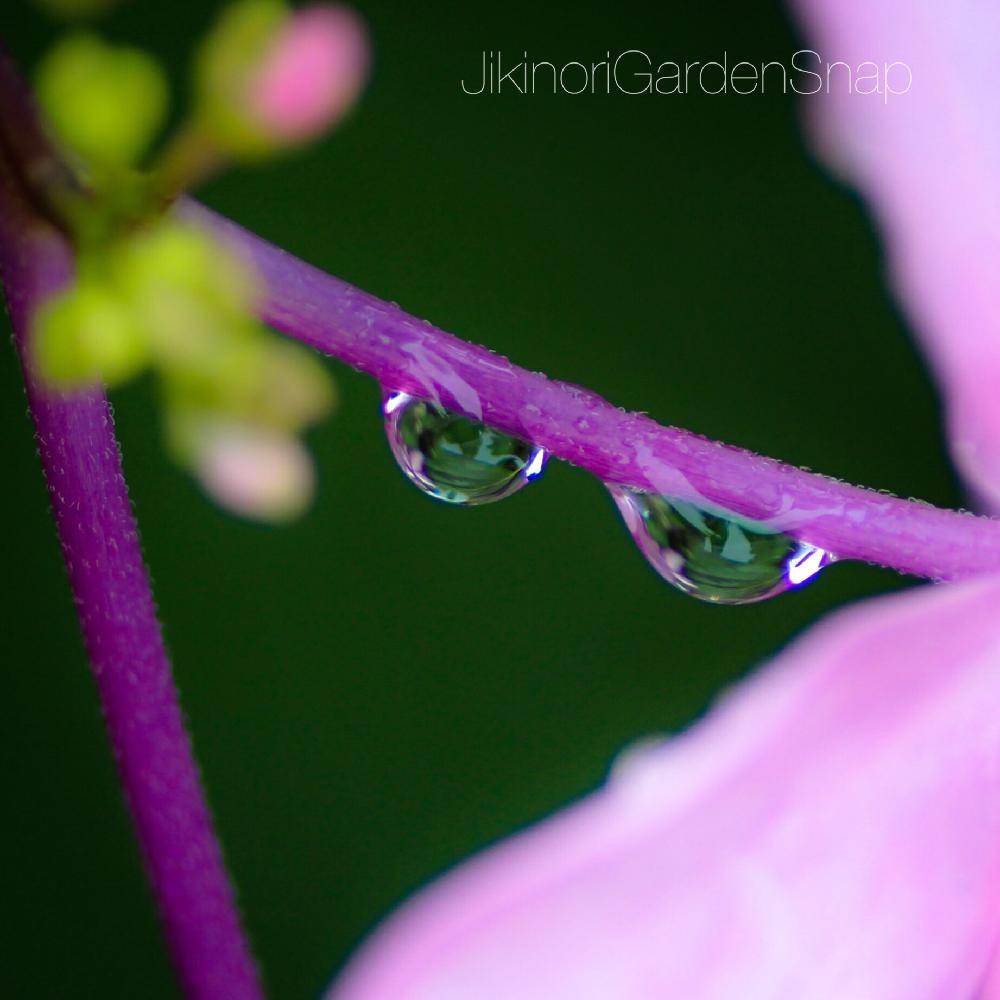 小さな庭の画像 by jikinoriさん | 小さな庭とガクアジサイと雨に輝くとピンクの花とアップ写真ときれいなお花と梅雨と紫陽花 アジサイ あじさいと『あじさい2018』コンテストと『マクロな世界』コンテスト