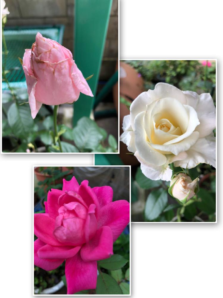 小さな庭の画像 by おのたんさん | 小さな庭とクィーンエリザベスと薔薇 トゥルーラブと薔薇ノックアウトとHTCとキュンキュン乙女倶楽部と薔薇愛同盟とHTC No.185と花のある暮らしとキュンキュン乙女倶楽部NO.78