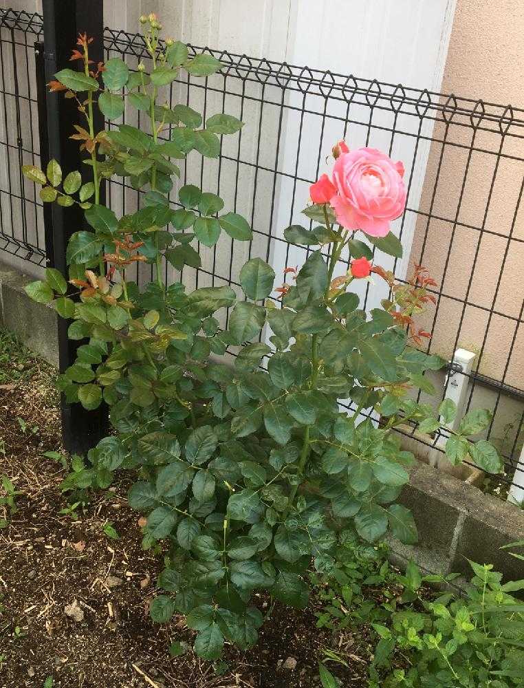 小さな庭の画像 by Rosarian Prince ラビたむさん | 小さな庭とケルナフローラローズと無農薬薔薇栽培とバラ初心者と薔薇愛同盟と初めてのバラと強力キトサン液とrose lesson12ヶ月とキトサン効果と蟹殻と薔薇のお手入れとbeginner rose lessonと新米ロザリアンと無農薬と薔薇の初心者教室とバラ・ミニバラとロザリアンと蟹殻入肥料