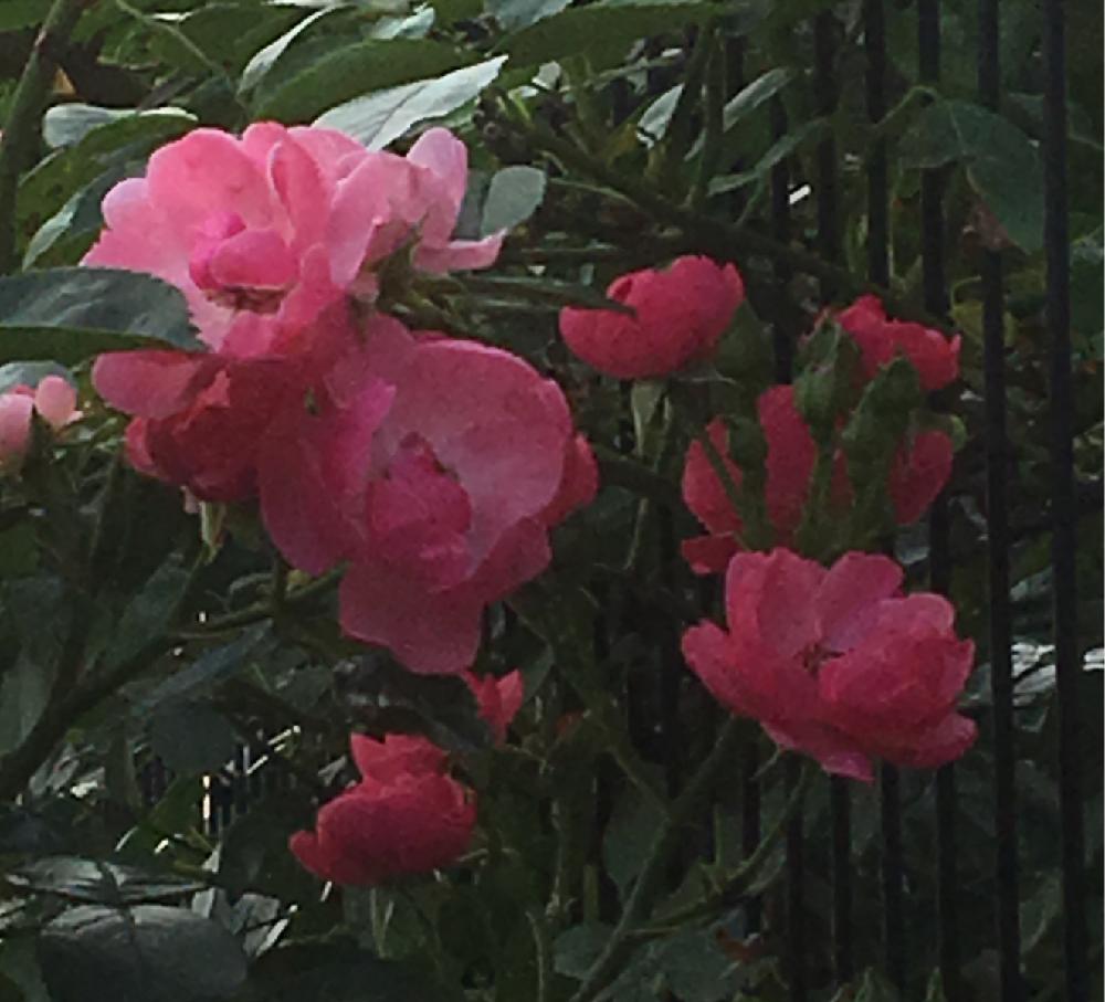 小さな庭の画像 by Rosarian Prince ラビたむさん | 小さな庭とアンジェラローズと無農薬薔薇栽培とバラ初心者と薔薇愛同盟と初めてのバラと強力キトサン液とrose lesson12ヶ月とキトサン効果と蟹殻と薔薇のお手入れとbeginner rose lessonと新米ロザリアンと無農薬と薔薇の初心者教室とバラ・ミニバラとロザリアンと蟹殻入肥料
