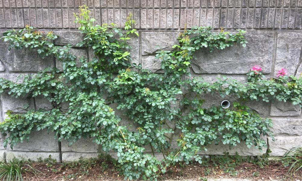 小さな庭の画像 by 自然農法バラ栽培 Natural farming rose cultivationさん | 小さな庭とバラ初心者と薔薇愛同盟と初めてのバラと強力キトサン液とrose lesson12ヶ月とキトサン効果と蟹殻と薔薇のお手入れとbeginner rose lessonと薔薇6月のお手入れと新米ロザリアンと薔薇を楽しむと無農薬と薔薇の初心者教室とバラ・ミニバラとロザリアンと蟹殻入肥料
