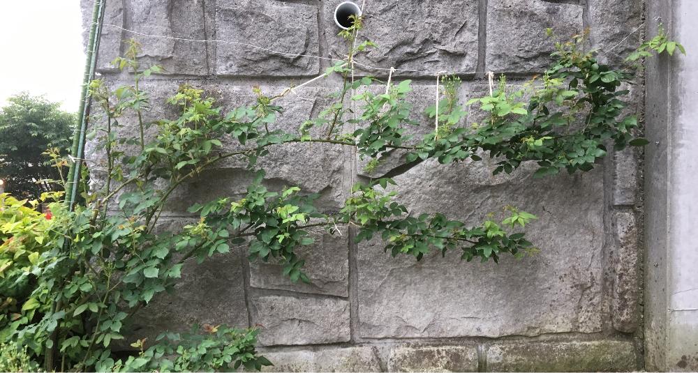 小さな庭の画像 by 自然農法バラ栽培 Natural farming rose cultivationさん | 小さな庭と無農薬薔薇栽培とバラ初心者と薔薇愛同盟と初めてのバラと強力キトサン液とrose lesson12ヶ月とキトサン効果と蟹殻と薔薇のお手入れとbeginner rose lessonと新米ロザリアンと薔薇を楽しむと無農薬と薔薇の初心者教室とバラ・ミニバラとロザリアンと蟹殻入肥料