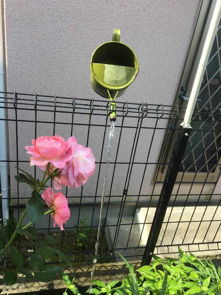 小さな庭の画像 by 自然農法バラ栽培 Natural farming rose cultivationさん | 小さな庭と薔薇の水やりと無農薬薔薇栽培とバラ初心者と薔薇の楽しみ方と薔薇愛同盟と初めてのバラと強力キトサン液とrose lesson12ヶ月とキトサン効果と蟹殻と薔薇のお手入れと薔薇グッズとbeginner rose lessonと新米ロザリアンと薔薇を楽しむと無農薬と薔薇の初心者教室とバラ・ミニバラとロザリアンと蟹殻入肥料