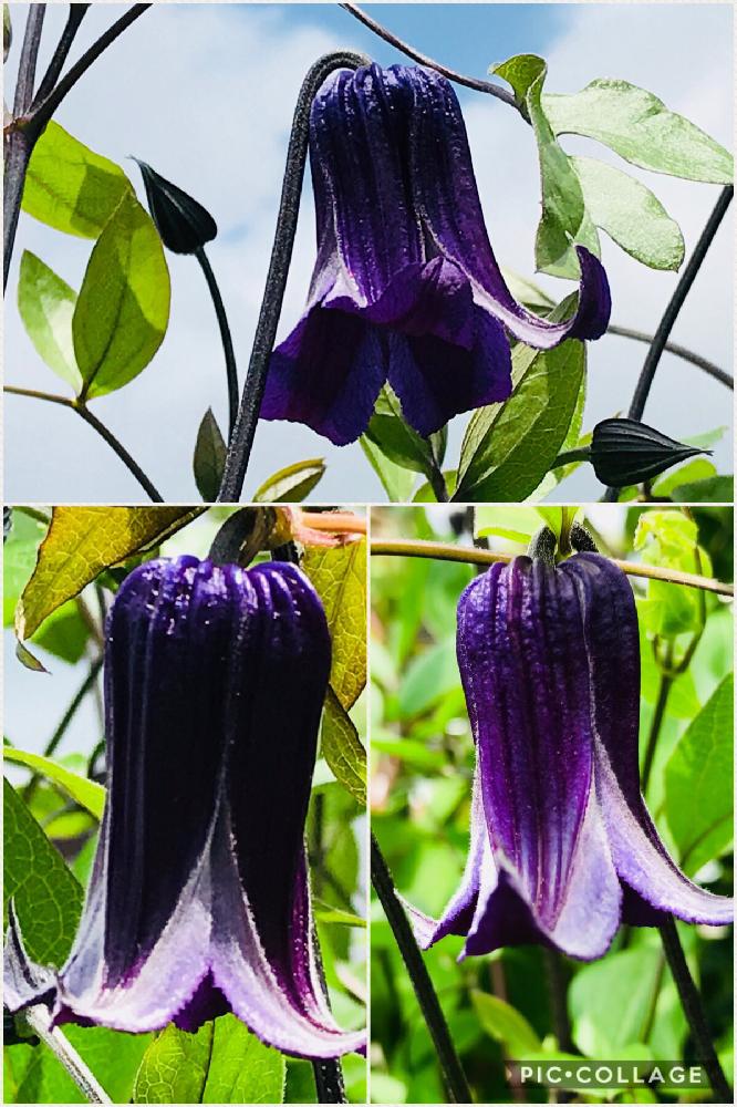 広い庭の画像 by edwinさん | 広い庭とインテグリフォリア系と庭の花とクレマチス 地植えとクレマチス畑と花のある暮らしとクレマチス 雪おこしと篭口